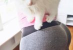 malinbjork-cat-kitten-grey-yoga-pants_preview